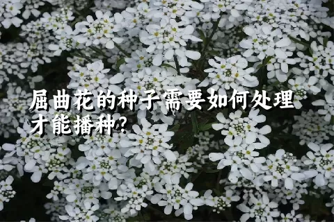 屈曲花的种子需要如何处理才能播种？