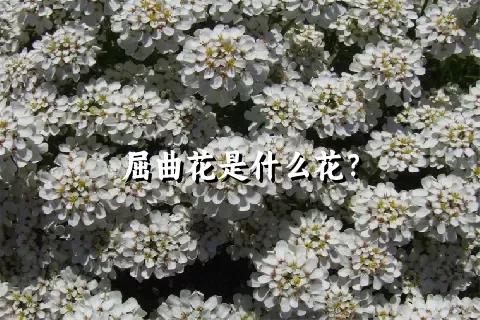 屈曲花是什么花？