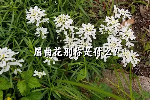 屈曲花别称是什么？