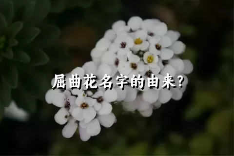 屈曲花名字的由来？