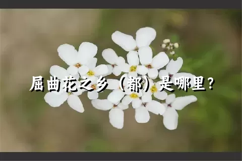 屈曲花之乡（都）是哪里？