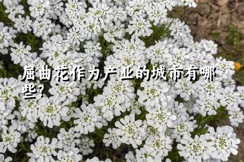 屈曲花作为产业的城市有哪些？