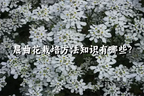 屈曲花栽培方法知识有哪些？