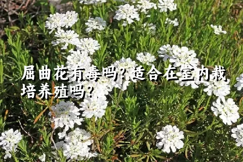 屈曲花有毒吗？适合在室内栽培养殖吗？