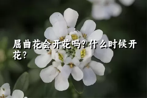 屈曲花会开花吗？什么时候开花？