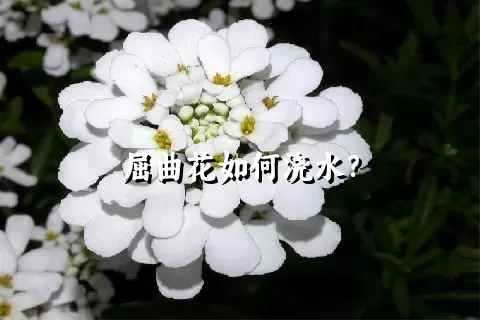 屈曲花如何浇水？