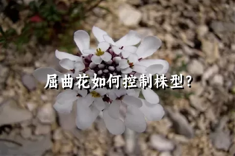 屈曲花如何控制株型？