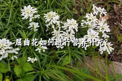 屈曲花如何进行营养补充？