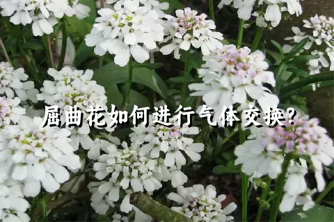 屈曲花如何进行气体交换？