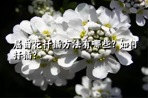 屈曲花扦插方法有哪些？如何扦插？