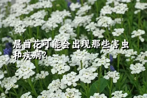 屈曲花可能会出现那些害虫和疾病？