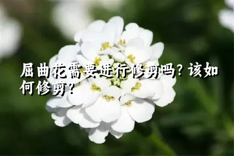 屈曲花需要进行修剪吗？该如何修剪？