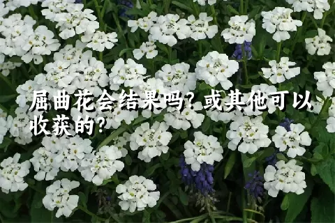 屈曲花会结果吗？或其他可以收获的？