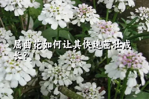 屈曲花如何让其快速茁壮成长？