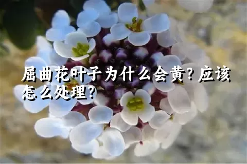 屈曲花叶子为什么会黄？应该怎么处理？