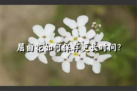 屈曲花如何保存更长时间？