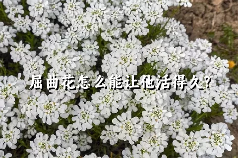 屈曲花怎么能让他活得久？