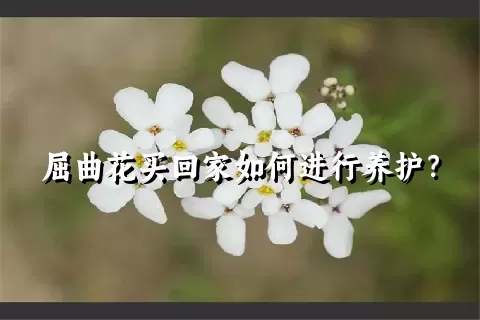 屈曲花买回家如何进行养护？