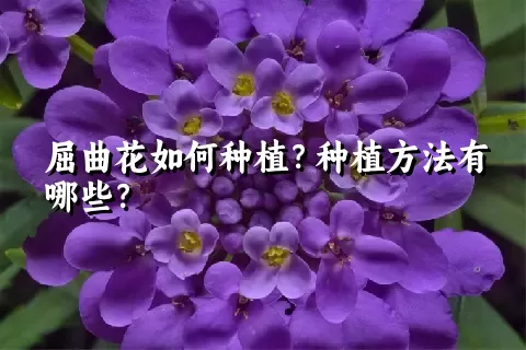 屈曲花如何种植？种植方法有哪些？