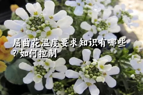 屈曲花温度要求知识有哪些？如何控制