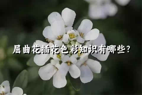 屈曲花插花色彩知识有哪些？