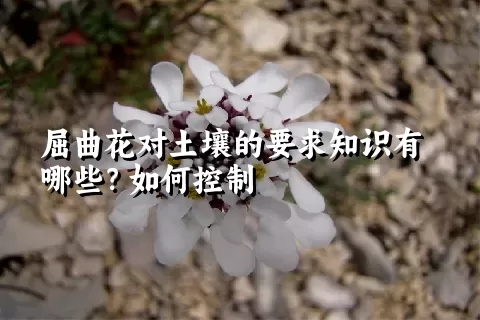 屈曲花对土壤的要求知识有哪些？如何控制