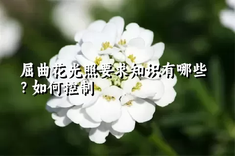 屈曲花光照要求知识有哪些？如何控制