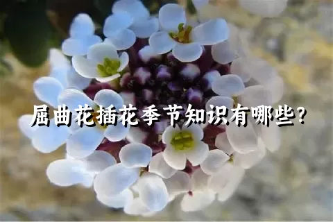 屈曲花插花季节知识有哪些？