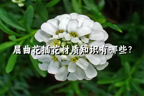 屈曲花插花材质知识有哪些？