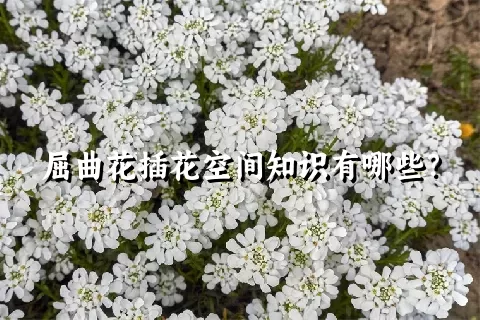 屈曲花插花空间知识有哪些？