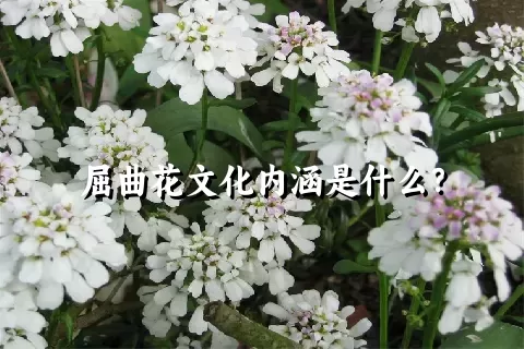 屈曲花文化内涵是什么？