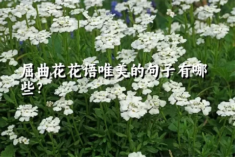 屈曲花花语唯美的句子有哪些？