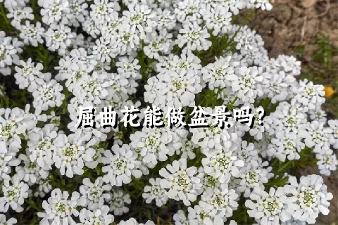 屈曲花能做盆景吗？