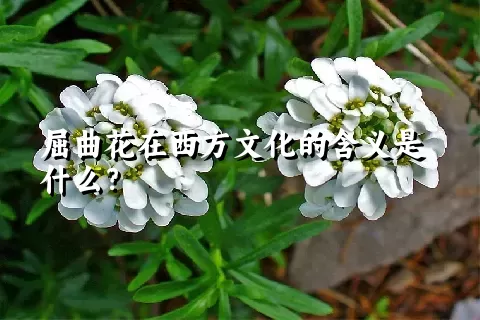 屈曲花在西方文化的含义是什么？