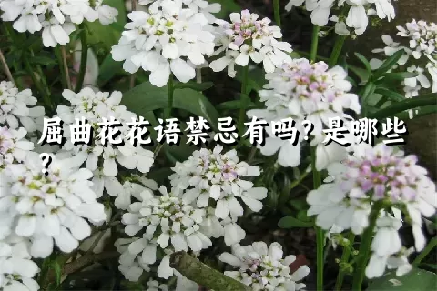 屈曲花花语禁忌有吗？是哪些？