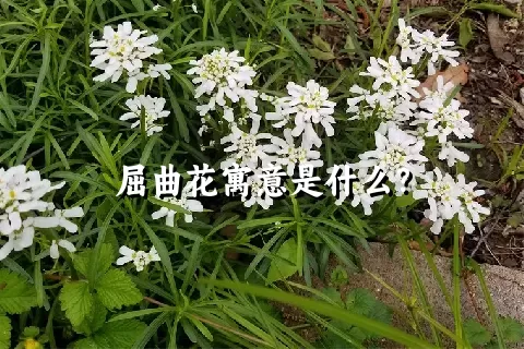 屈曲花寓意是什么？