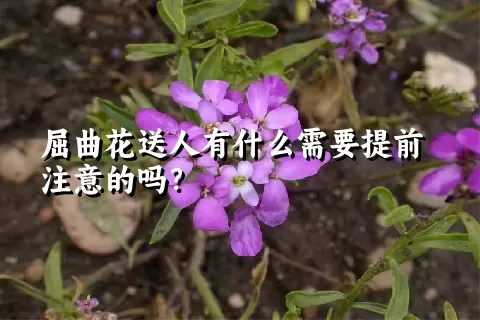 屈曲花送人有什么需要提前注意的吗？