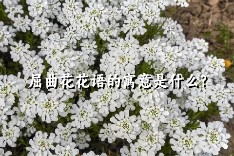 屈曲花花语的寓意是什么？