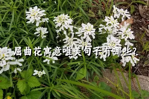 屈曲花寓意唯美句子有哪些？