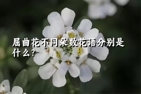 屈曲花不同朵数花语分别是什么？