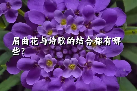 屈曲花与诗歌的结合都有哪些？