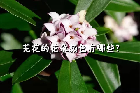 芫花的花朵颜色有哪些？