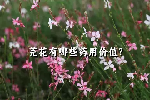 芫花有哪些药用价值？