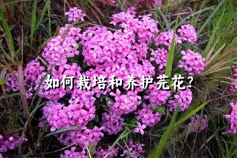 如何栽培和养护芫花？