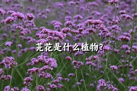 芫花是什么植物？