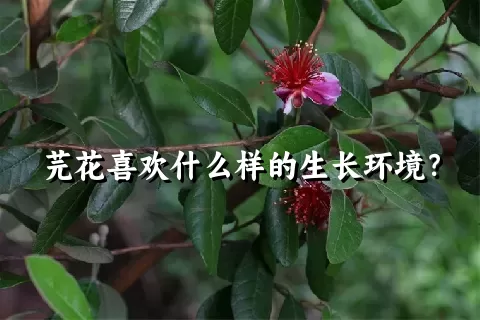 芫花喜欢什么样的生长环境？