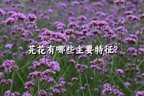 芫花有哪些主要特征？