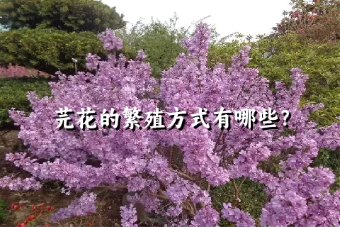 芫花的繁殖方式有哪些？