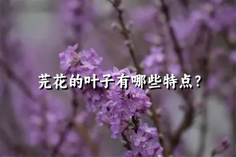 芫花的叶子有哪些特点？