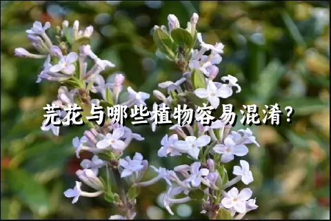 芫花与哪些植物容易混淆？